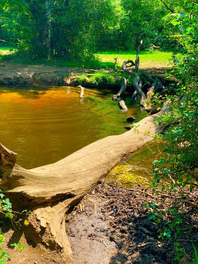 Forest Haven Sway Eksteriør bilde